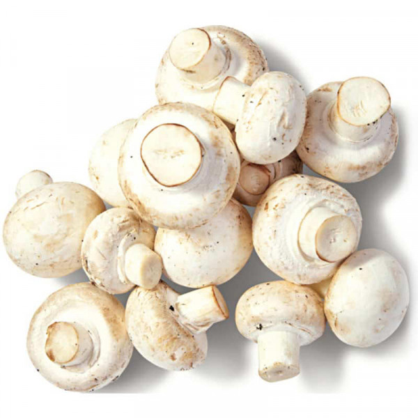 гъби пресни /българия/