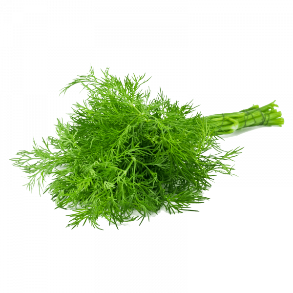 копър /българия/